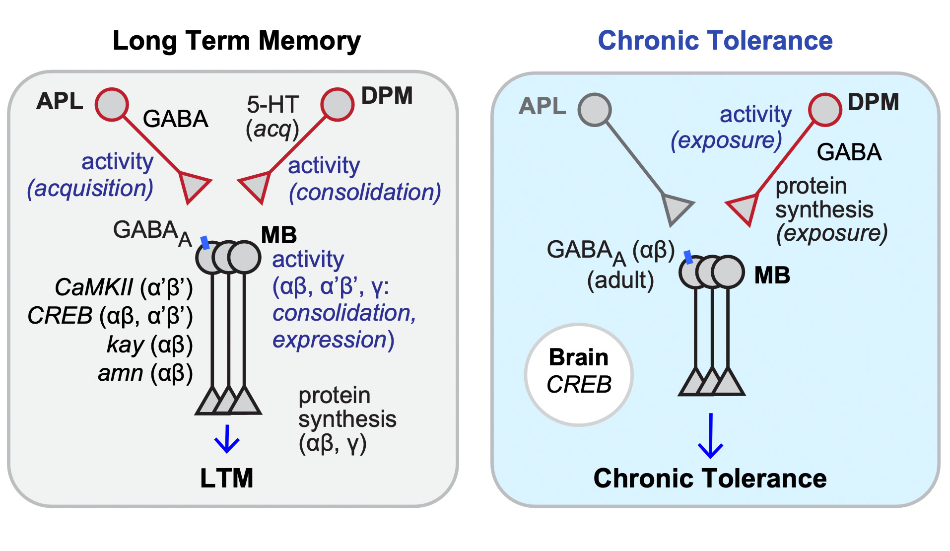 EtOH memories are distinct from other memories